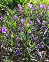 Purple flowers growing outdoors