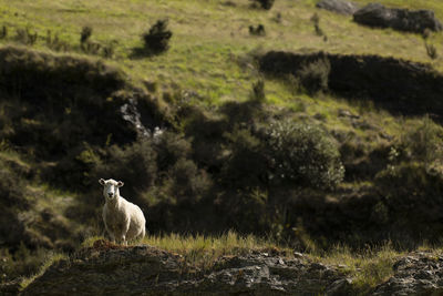 Merino sheep on green hillside in farmland of new zealand