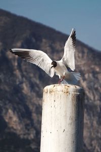 Bird perching on post