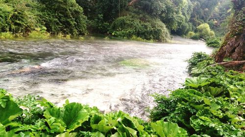 Stream flowing through forest