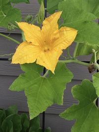 Close-up of yellow flowering plant leaves