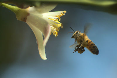 Close-up of bee pollinating on flower