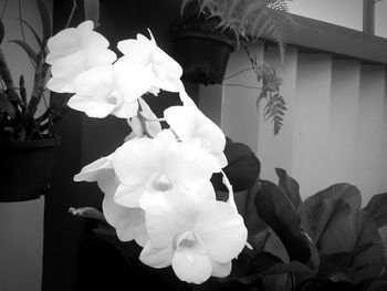 Close-up of flowers blooming outdoors