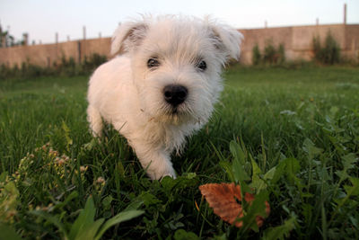 Portrait of dog on field