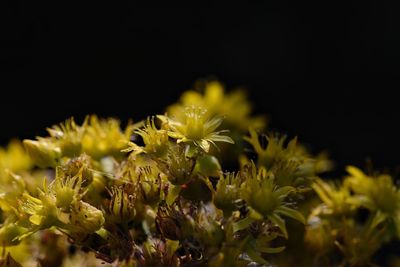 Close-up of yellow flowers blooming outdoors