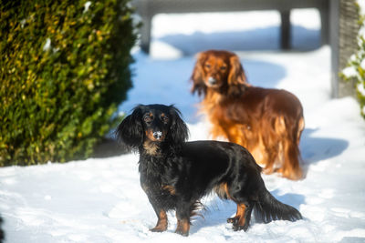 Dog in snow