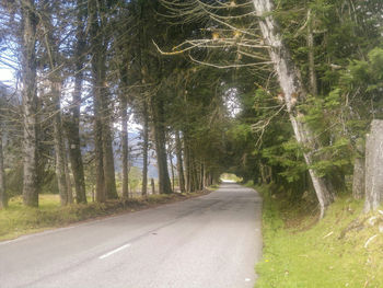 Road amidst trees in forest