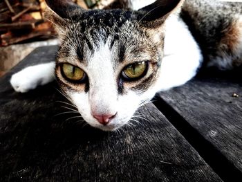 Close-up portrait of a cat