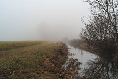 Trees on field against sky during foggy weather