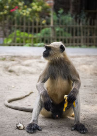 Close-up of monkey sitting on street