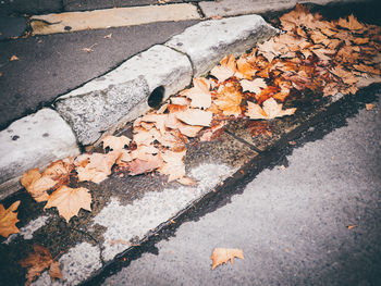 Leaves in autumn