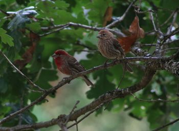 Close-up of birds perching on branch