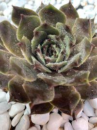 Full frame shot of succulent plant