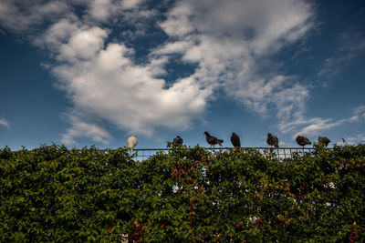 sky