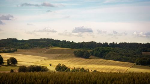 Scenic view of agricultural field against sky