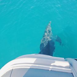 High angle view of fish swimming in sea