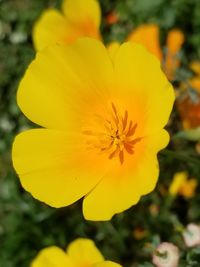 Close-up of yellow flowering plant