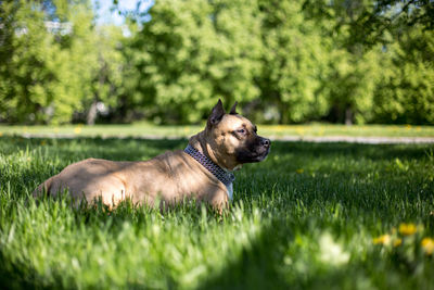 Dog on a field