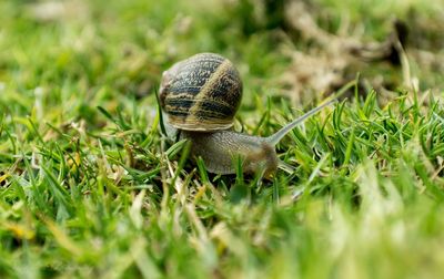 Close-up of snail on grass