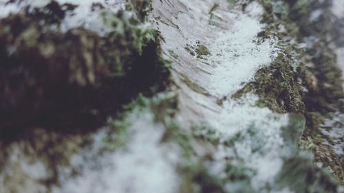 Close-up of tree trunk in forest