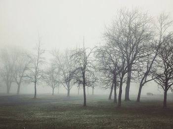 Bare trees on field in foggy weather