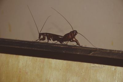Close-up of insect on wall