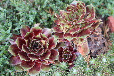 Close-up of flowers blooming outdoors