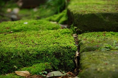 Close-up of moss growing on stones