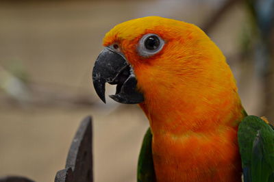 Close-up of parrot