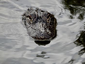 High angle view of crocodile swimming in lake