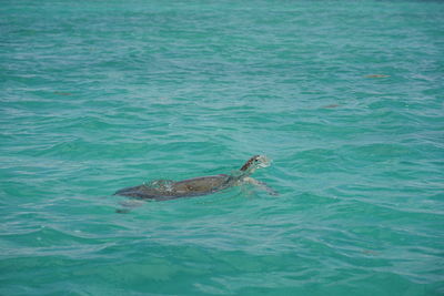 High angle view of duck swimming in sea