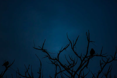 Low angle view of silhouette bare tree against blue sky