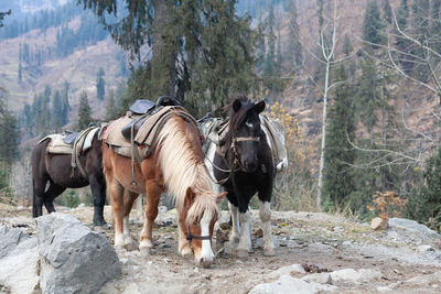 Domestic horses on mountain trail
