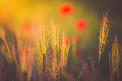 Close-up of wheat growing at farm