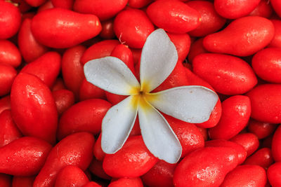 Close-up of frangipani on red buds