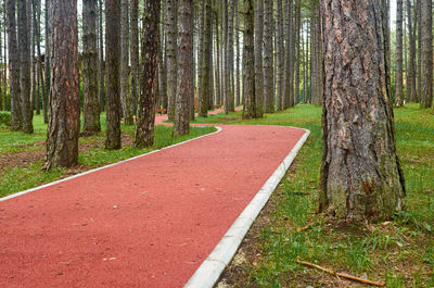 Part of a running rout through a mountain forest