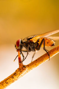 Using reverse ring it looks like so i capture it  as it was sitting on a thorn of rose branch