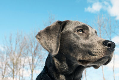 Close-up of black labrador looking up against sky