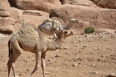 Sheep standing in a desert