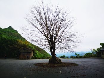 Bare tree on field against sky