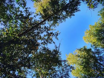 Low angle view of trees against sky