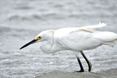 Close-up of white egret on sea shore