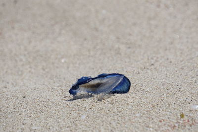 Close-up of crab on sand