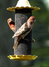 Close-up of bird perching on feeder