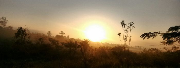 Scenic view of field at sunset