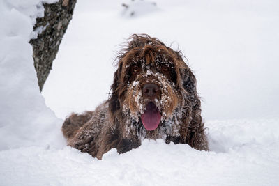 Dog on snow covered land