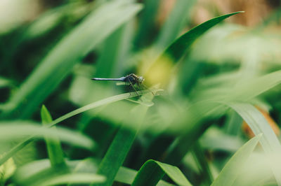 Close-up of insect on plant