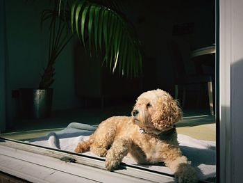 Dog at home