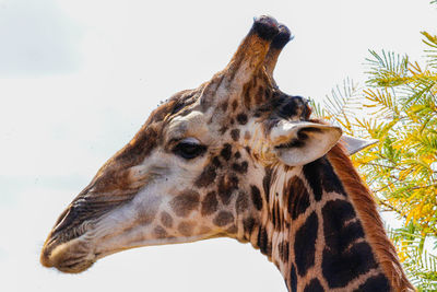 Close-up of giraffe against sky