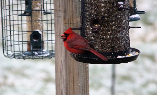 Close-up of bird perching on wooden post